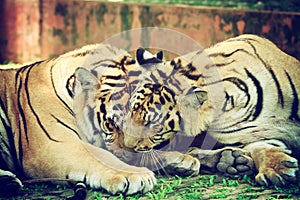 Vintage style, closeup, playing tiger in the cage of the zoo.