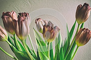 Vintage style faded bunch tulips flowers
