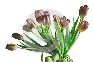 Vintage style faded bunch tulips flowers isolated