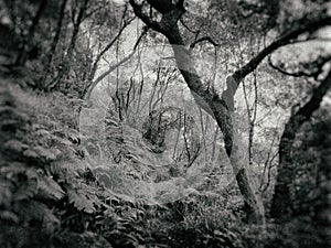 Vintage style image of a gothic style spooky woodland scene with twisted dark trees and dense ferns with vignette blur and grainy