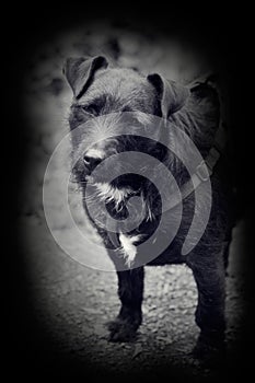 Vintage style photo of patterdale terrier