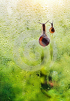 Vintage style photo of snail family walking in line on water