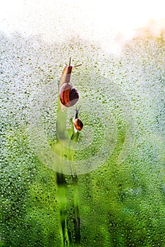 vintage style photo of snail family walking in line on water