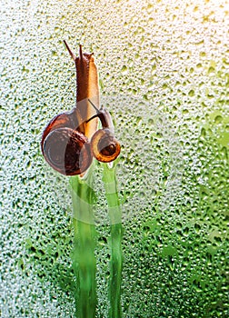 vintage style photo of snail family walking in line on water