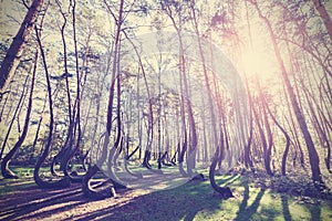 Vintage style picture of Crooked Forest, Gryfino in Poland photo