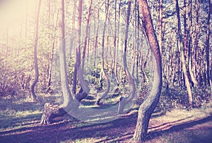 Vintage style picture of Crooked Forest, Poland