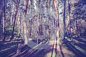 Vintage style picture of Crooked Forest, Poland