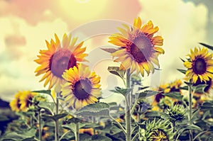 Vintage style of the Sunflower