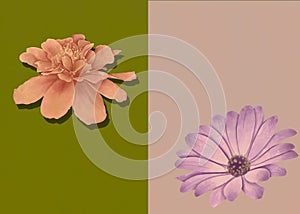 Vintage style two flowers over split background