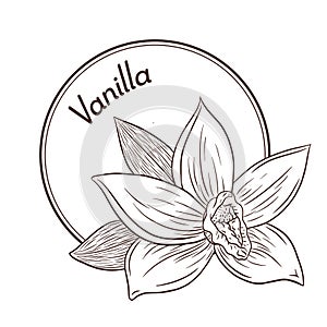 Vintage Style Vanilla Flower Circle Logo and Emblem Template. Engraved Isolated Vector Illustration