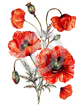 Vintage Style Watercolor Illustration of Red Poppies
