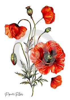Vintage Style Watercolor Illustration of Red Poppies