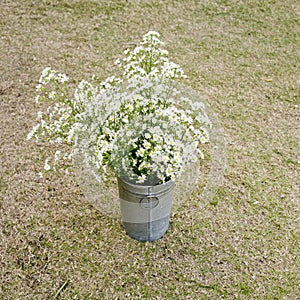 Vintage style White flowers stainless pot on dry grass background