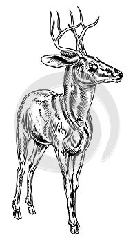 Vintage style woodcut stag deer