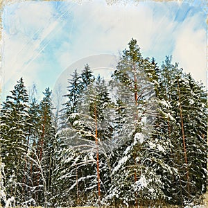 Vintage stylized photo of winter forest