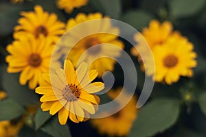 Vintage stylized summer yellow flowers wallpaper background photo