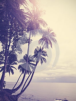 Vintage stylized tropical beach with palm tree at sunset