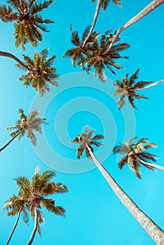 Vintage stylized tropical palm trees perspective view