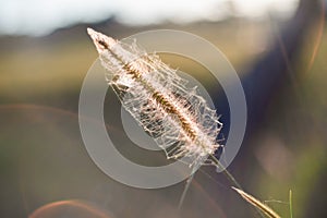 Vintage sunset with grass flower