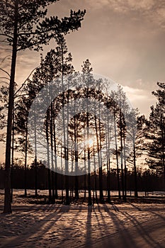 Vintage Sunset shining through pine wood in the evening.