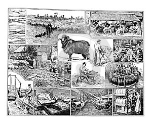 Vintage Textile or wool industry collage hand drawn / Antique engraved illustration from from La Rousse XX Sciele