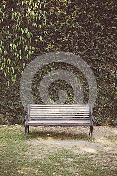 Vintage tone of Garden hedges with a bench