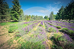 Vintage tone image peak bloom lavender landscape in Sequim, Wash