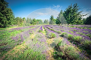 Vintage tone image peak bloom lavender landscape in Sequim, Wash