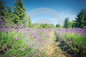 Vintage tone image peak bloom lavender landscape in Sequim, Wash
