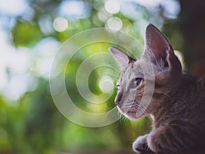 Vintage tone Little cat looking at left free space blur green natural bokeh  backgrounds wallpaper