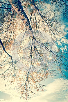 Vintage tone lookup view of vibrant yellow maple leaves during fall season in Dallas