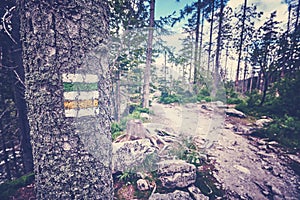 Vintage toned hiking trail marking painted on tree.