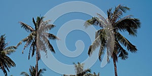 Vintage toned palm tree over sky background
