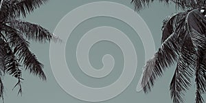 Vintage toned palm tree over sky background