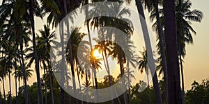 Vintage toned palm tree over sky background