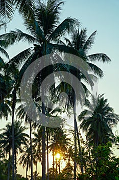 Vintage toned palm tree over sky background