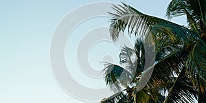 Vintage toned palm tree over sky background