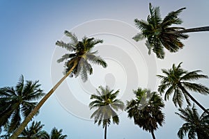 Vintage toned palm tree over sky background