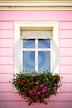 Vintage traditional glass window decorated with white wood frame and with hanging pink and red petunias in the pink facade