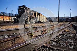 Vintage train cars and locomotives in the Rust-Belt