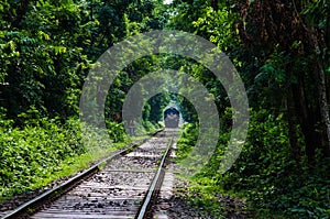 Vintage Train Running Through Tunnel Naturally Created From Trees Along the Railway