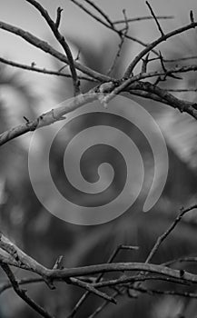 Vintage tree branch horn blackandwhite wallpaper