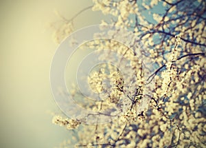 Vintage tree flower background photo of beautiful cherry tree.