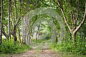 Vintage trees alley,path way in forest.