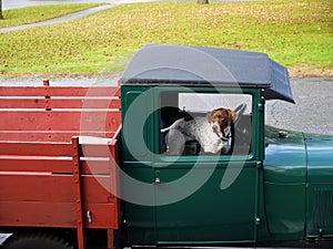 Vintage truck: spotted dog passenger