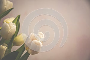 Vintage tulip flower closeup