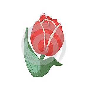 Vintage tulip flower vector illustration.