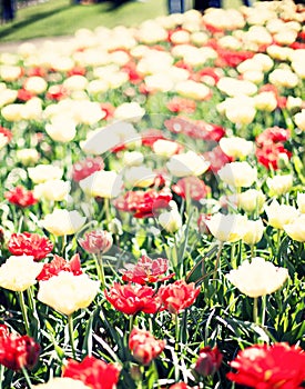 Vintage tulips in a garden