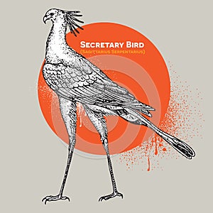 Vintage vector engraving of a single secretary bird