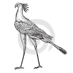 Vintage vector engraving of a single secretary bird